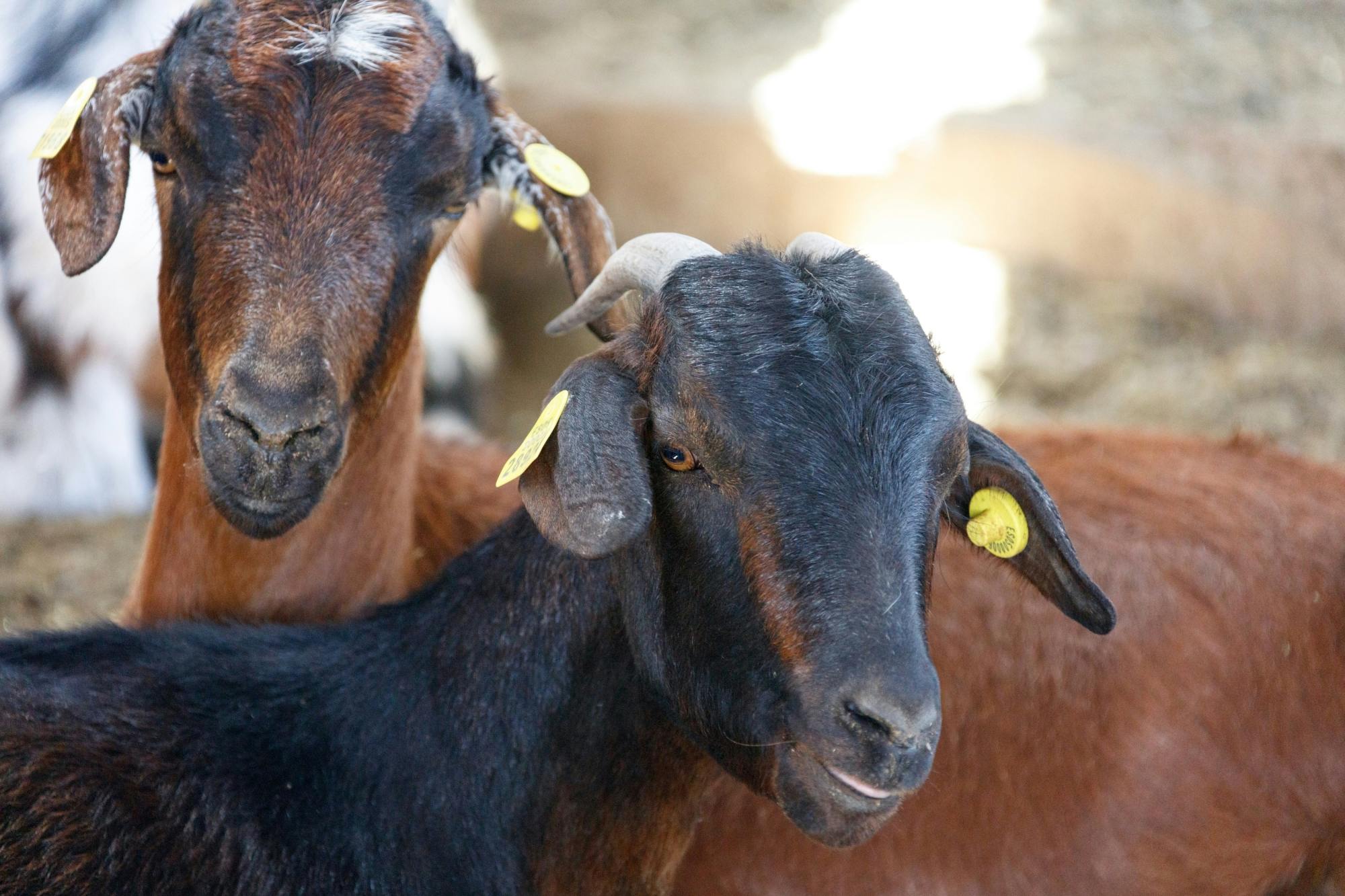 Fuerteventura island tour with goat farm visit