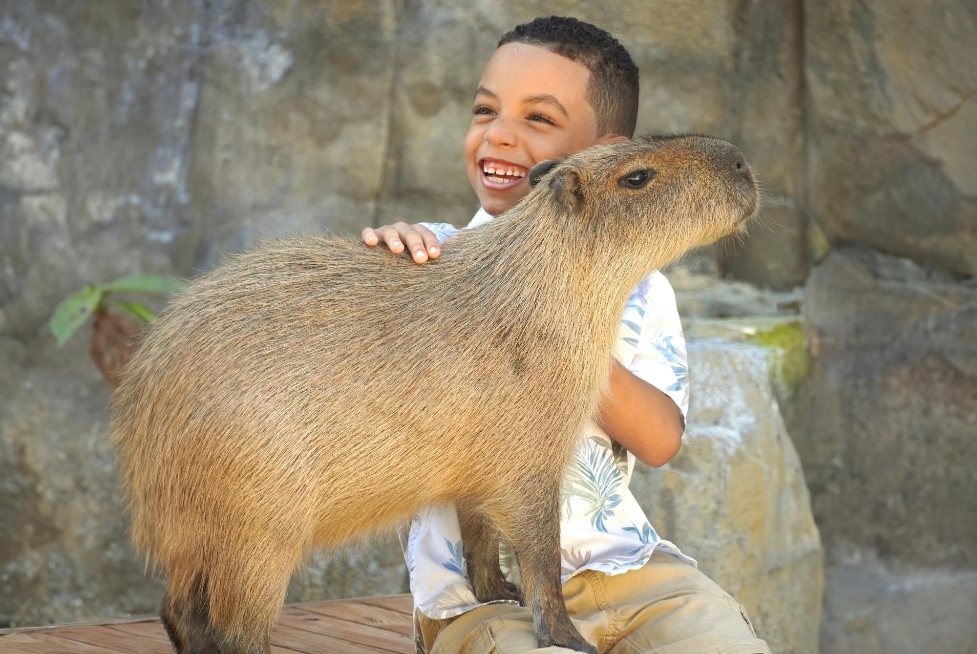 Capybara encounter and Ocean World day pass with lunch