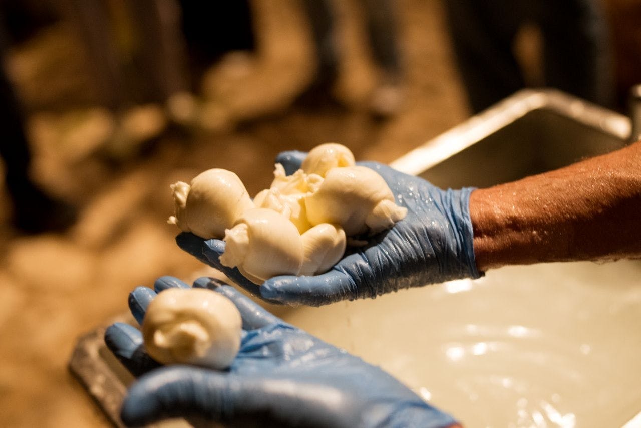 Experiência guiada de produção de mozzarella com degustação em Atena Lucana