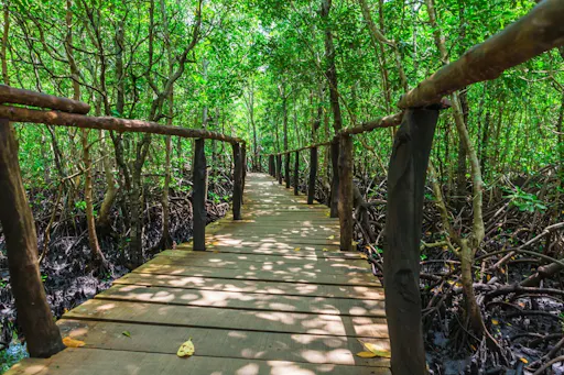 Jozani Forest and home cooking with the Zanzibari Mamas private tour