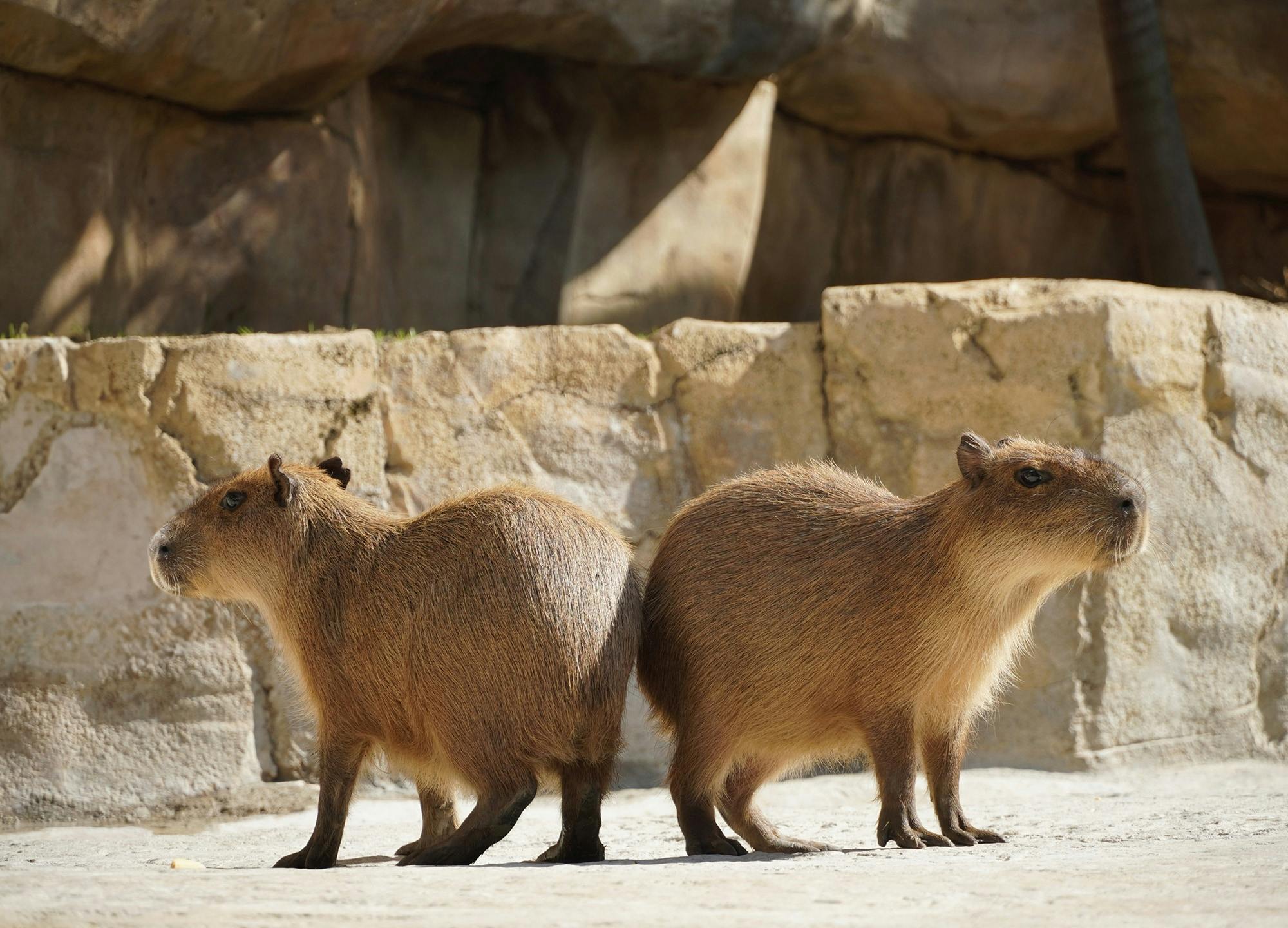 Capybara encounter and Ocean World day pass with lunch