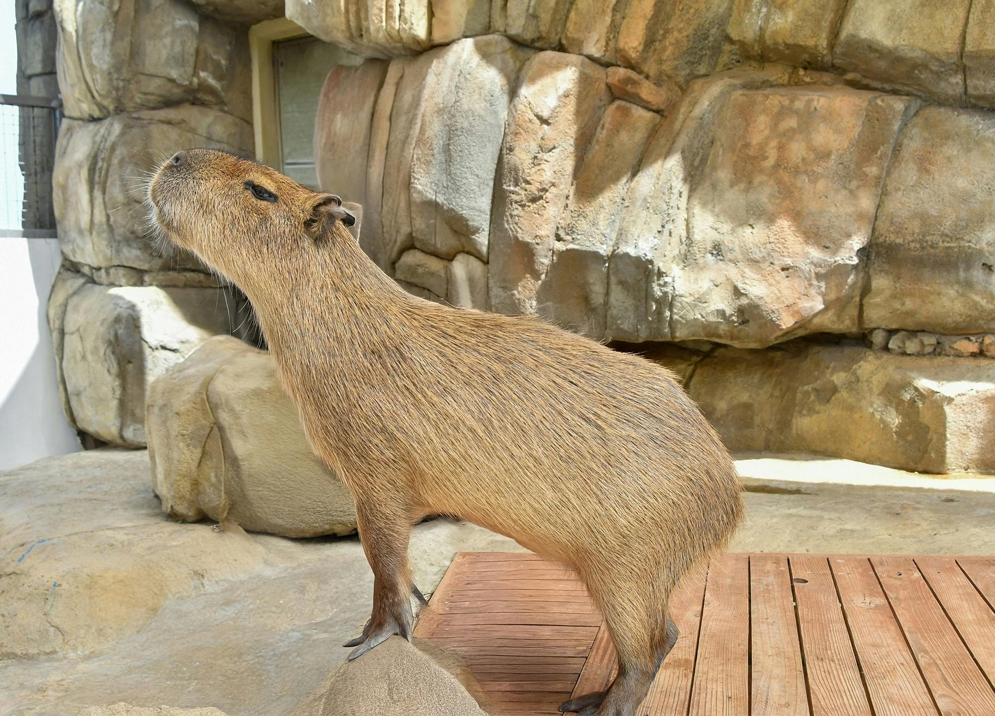 Capybara encounter and Ocean World day pass with lunch