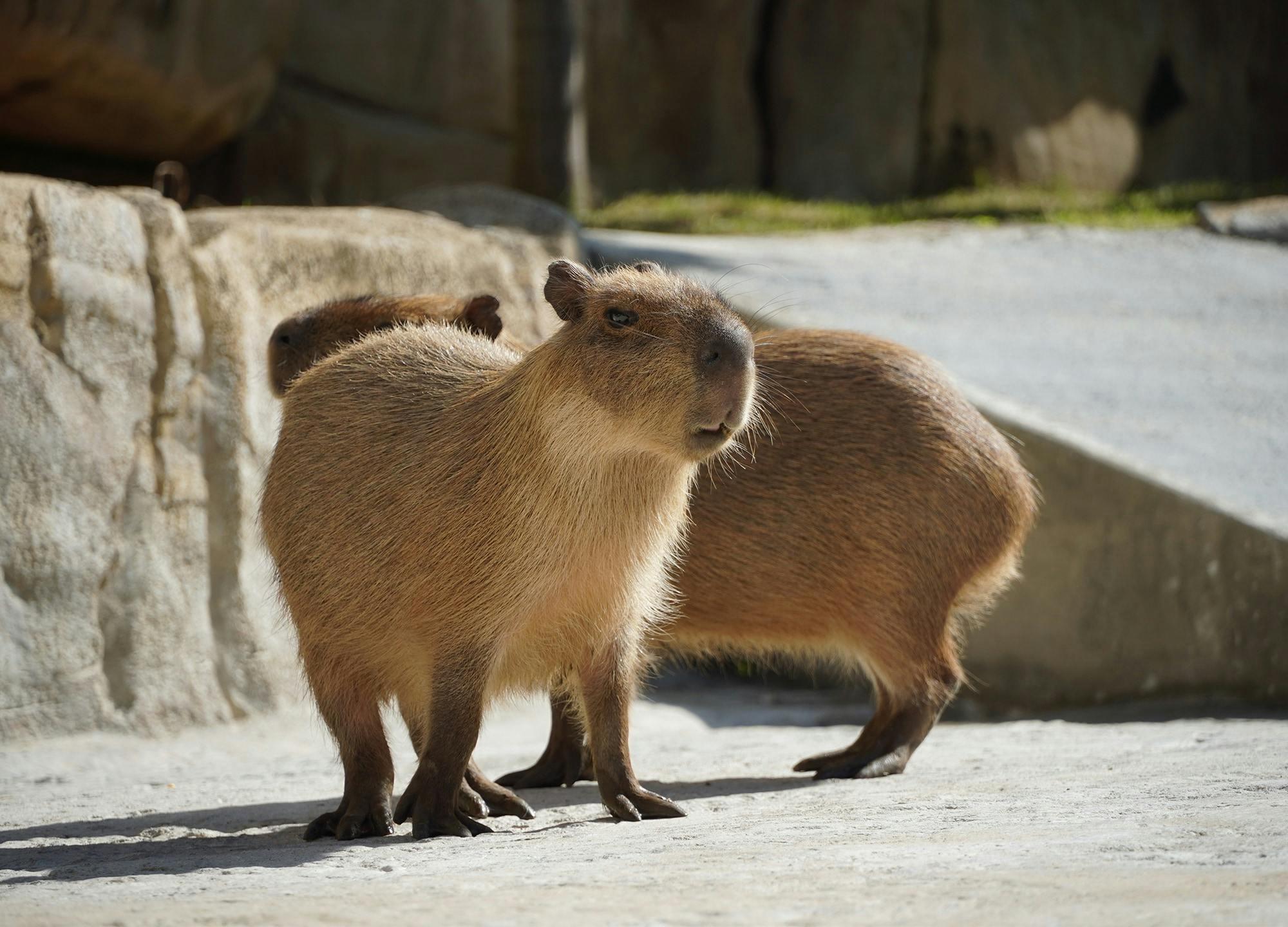 Capybara encounter and Ocean World day pass with lunch