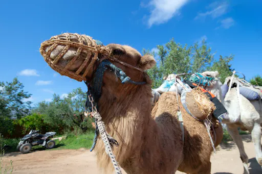 Tunisia off-road quad and caravan safari from Sousse