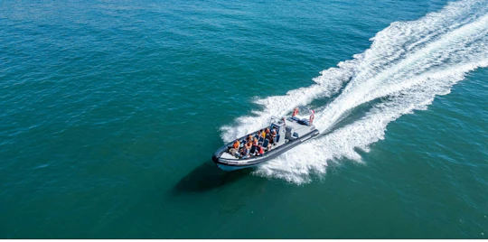 Albufeira dolphins and Benagil caves RIB boat tour