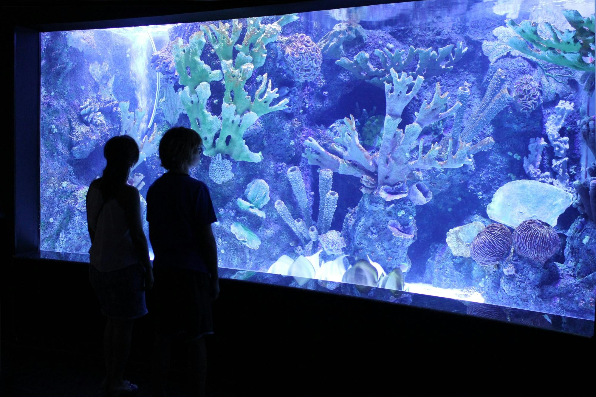 Antalya Butterfly World and Aquarium day out with transfers
