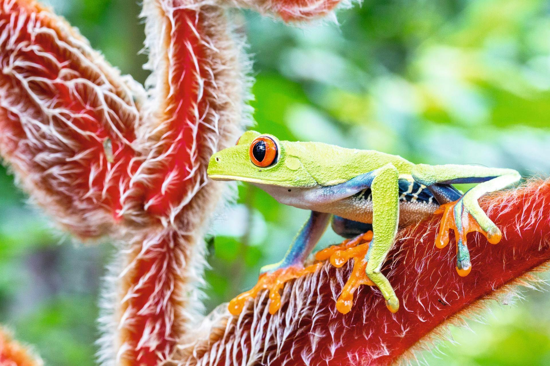Expérience de 3 jours dans la forêt tropicale de Botanika Osa