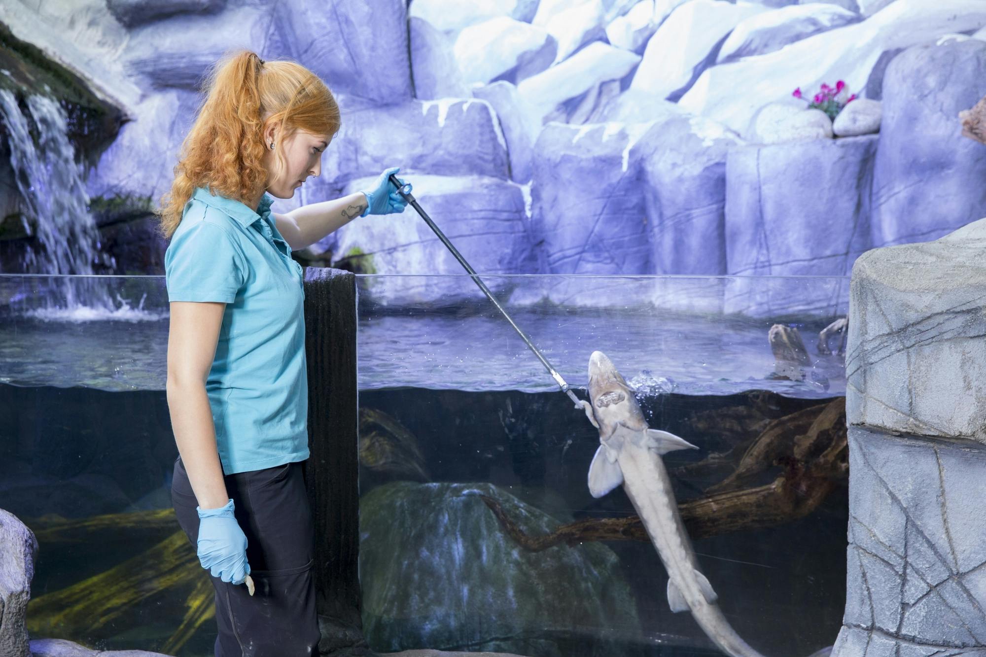 Entradas para SEA LIFE Oberhausen con visita guiada entre bastidores