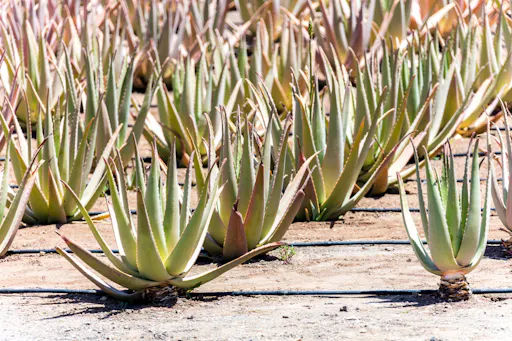 Fuerteventura farm, caves and rural villages tour with lunch