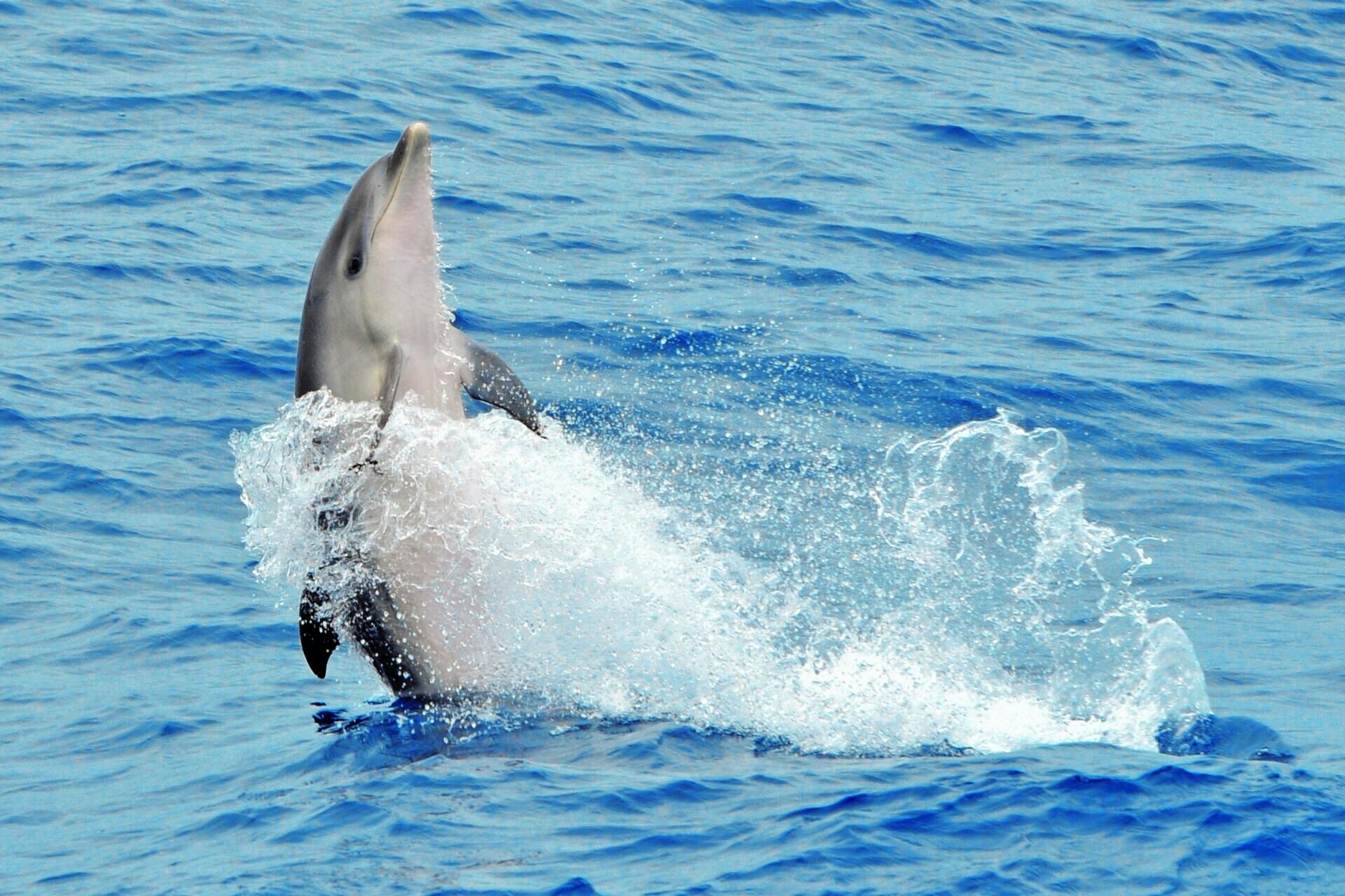 Jandia dolphin-watching cruise
