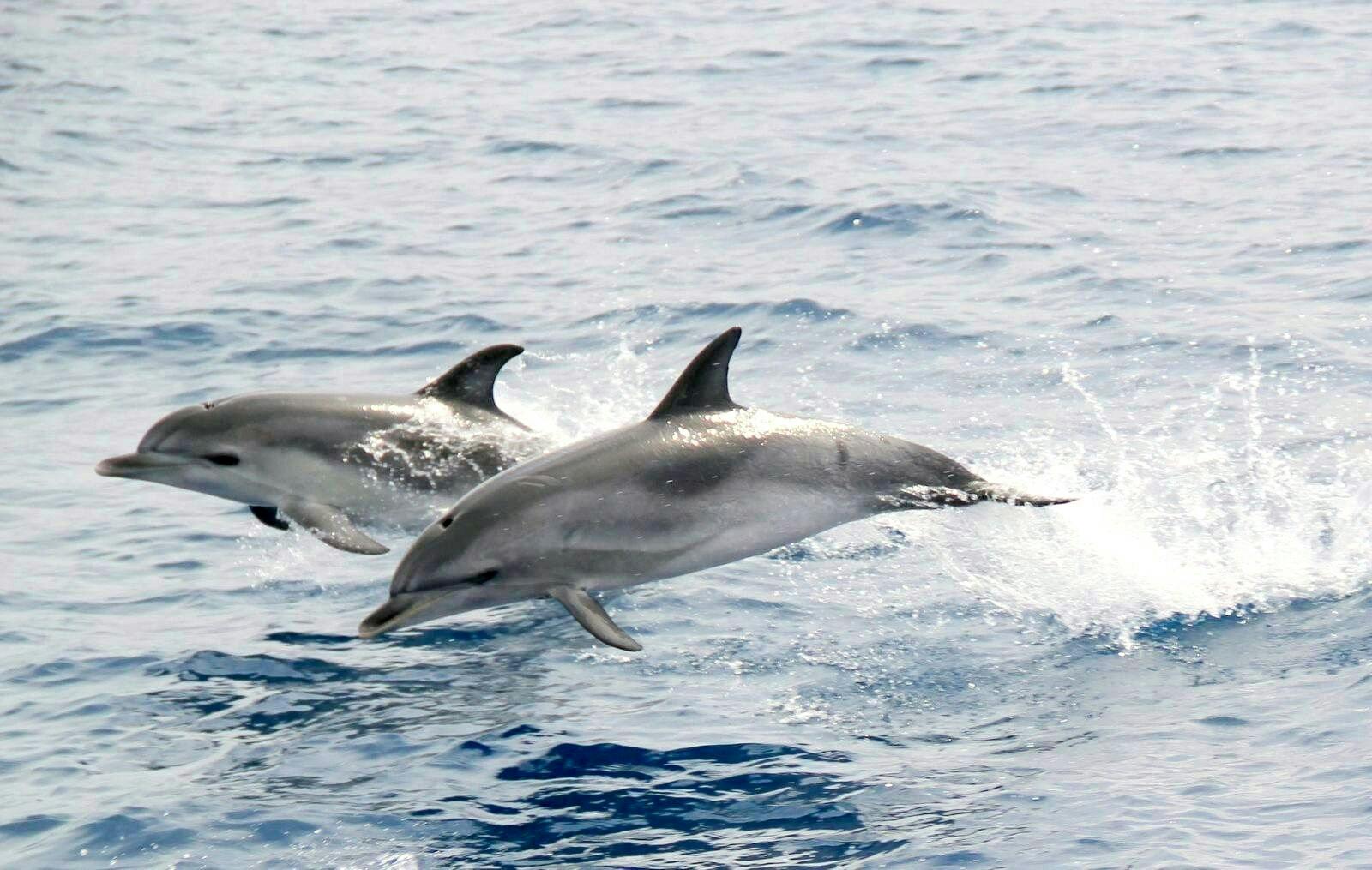 Jandia dolphin-watching cruise