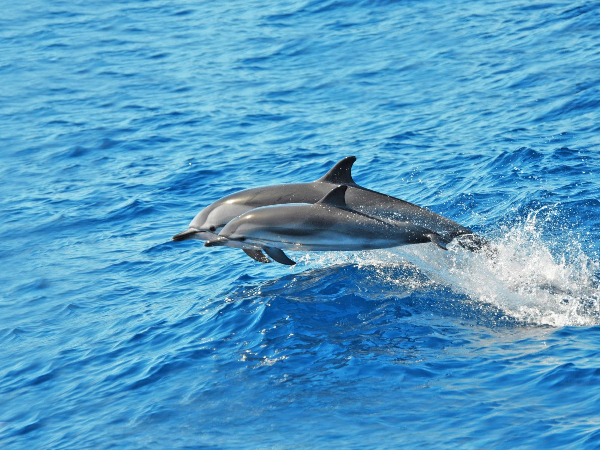 Jandia dolphin-watching cruise
