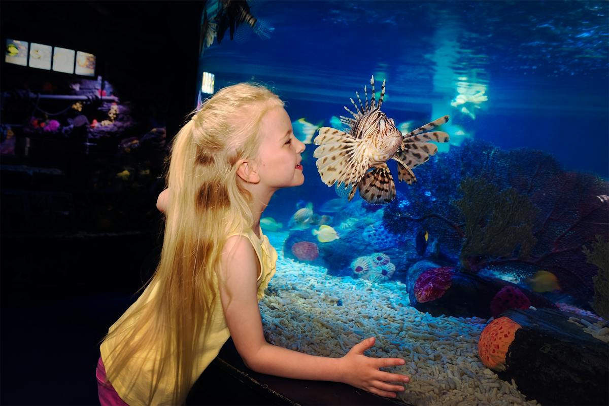Toegangskaartje SEA LIFE Scheveningen