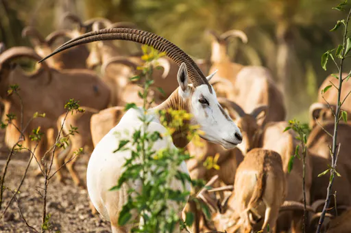 Oasis Wildlife Fuerteventura tour