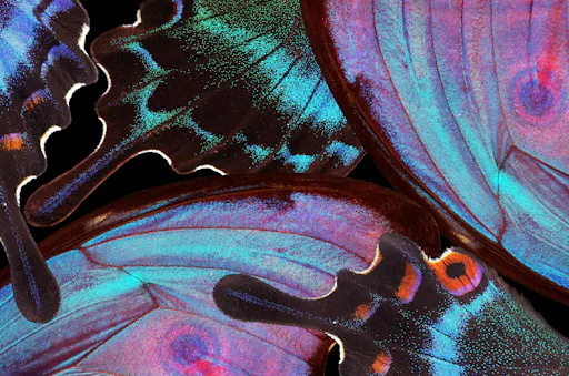 Antalya Butterfly World and Aquarium day out with transfers