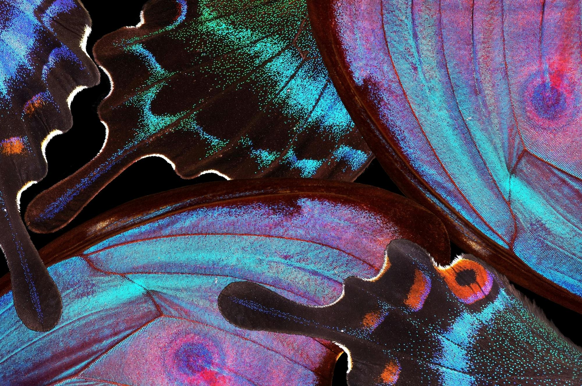 Antalya Butterfly World and Aquarium day out with transfers