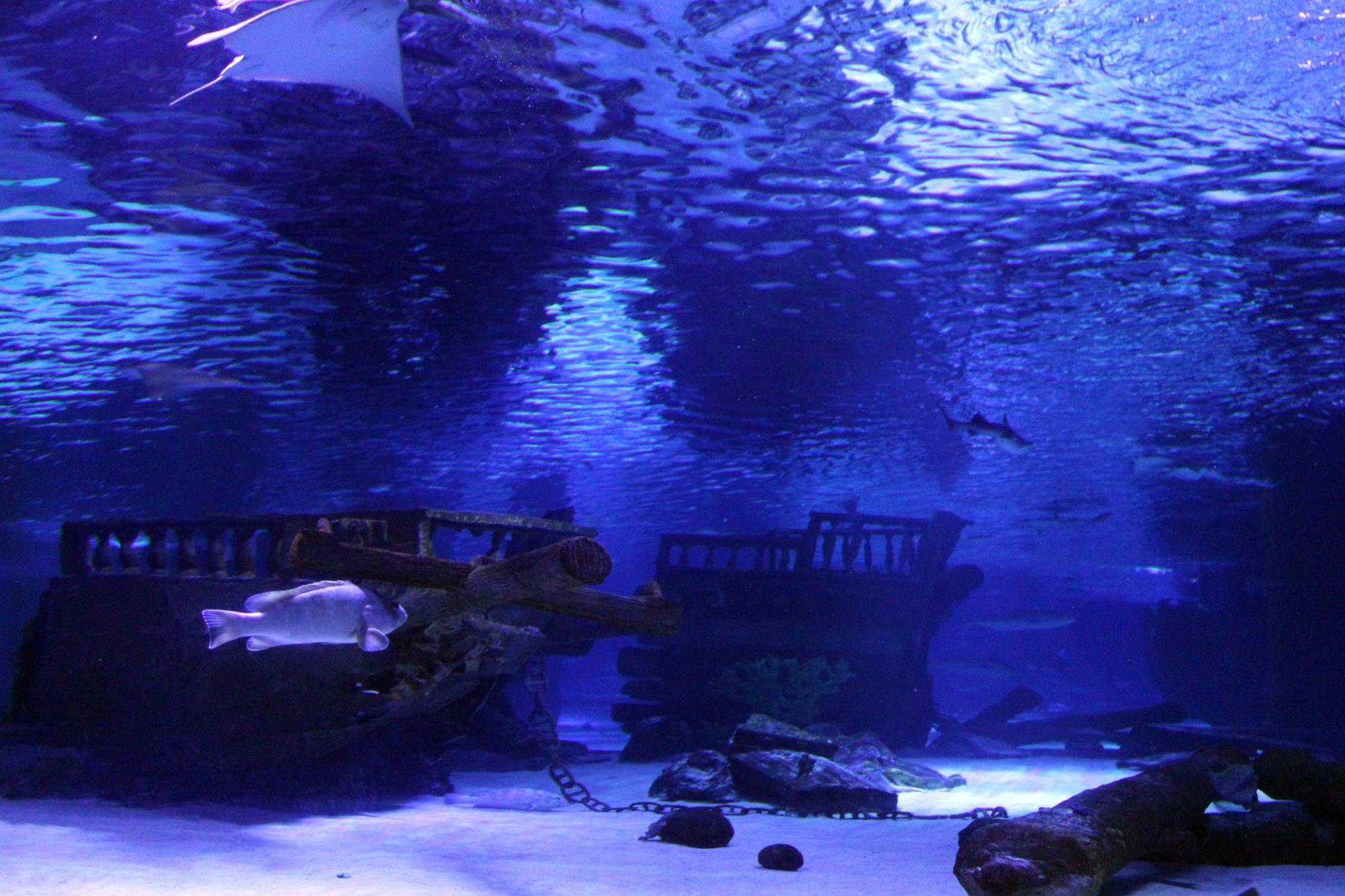 Antalya Butterfly World and Aquarium day out with transfers