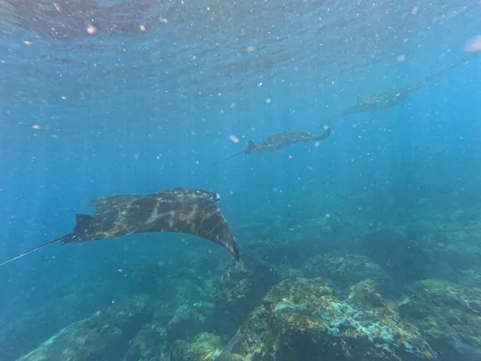 Snorkelling in Nusa Penida 4 points