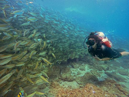 Fujairah two dives for certified divers