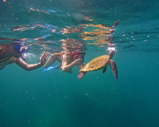Fujairah snorkelling experience with transfer from Dubai