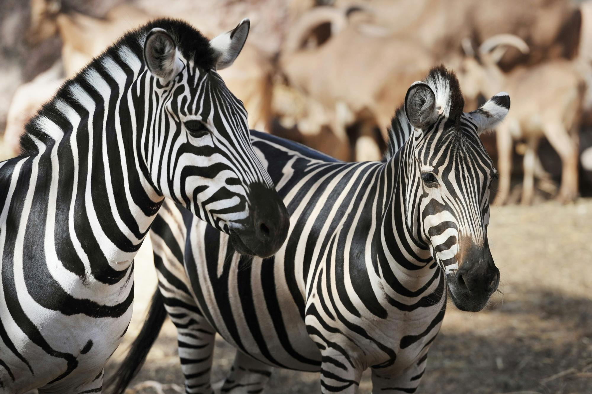 Oasis Wildlife Fuerteventura tour