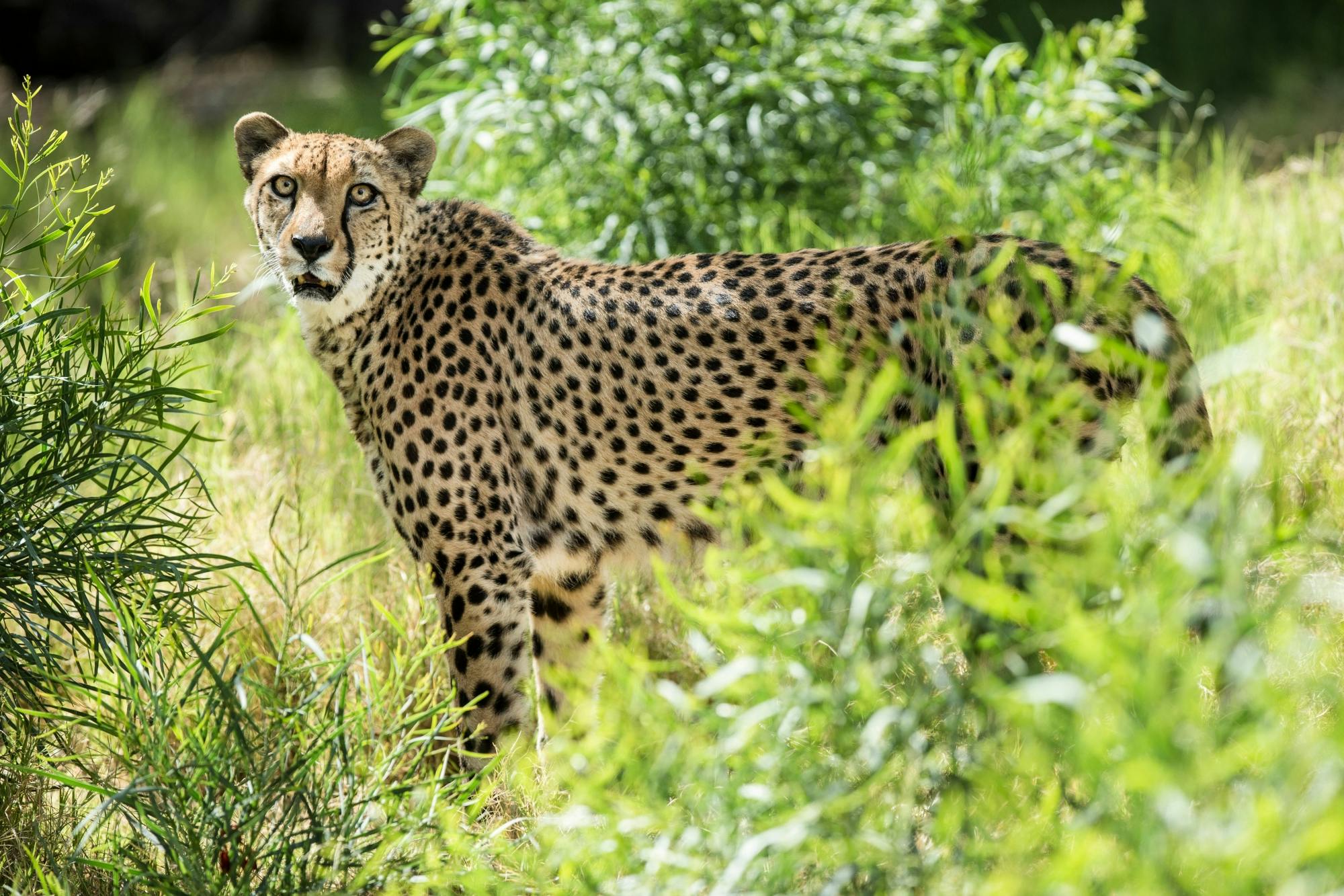 Oasis Wildlife Fuerteventura tour