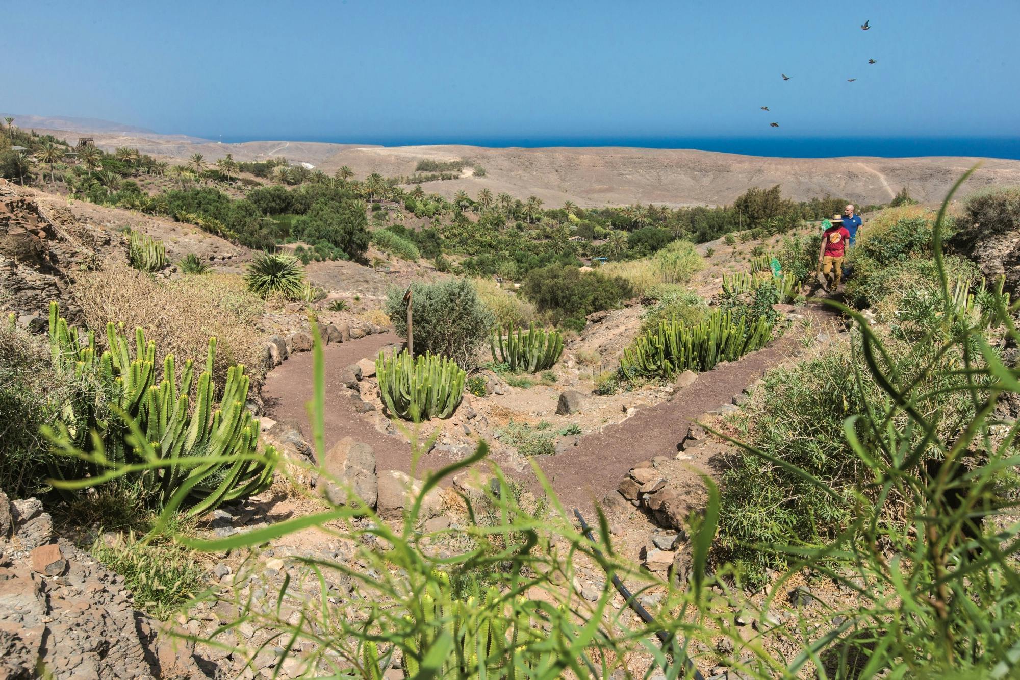 Oasis Wildlife Fuerteventura tour