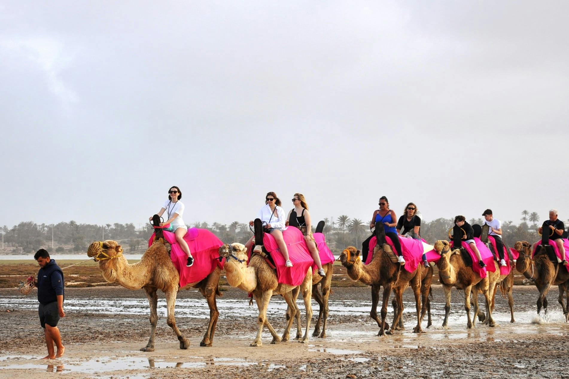 Djerba Dromedary camel tour