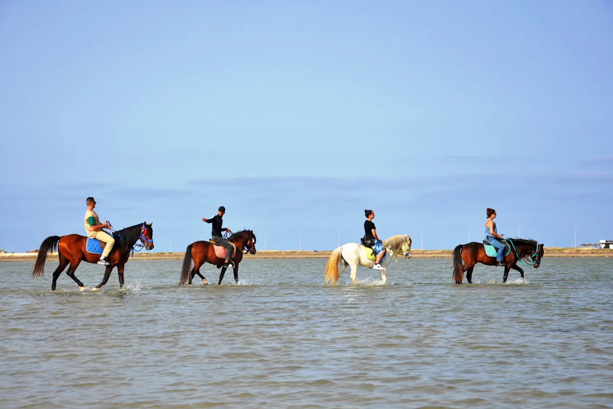 Djerba Dromedary camel tour