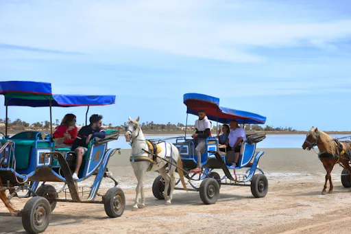 Djerba Dromedary camel tour