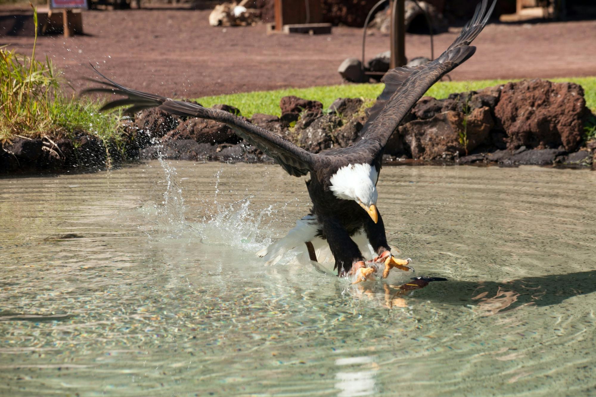 Oasis Wildlife Fuerteventura tour