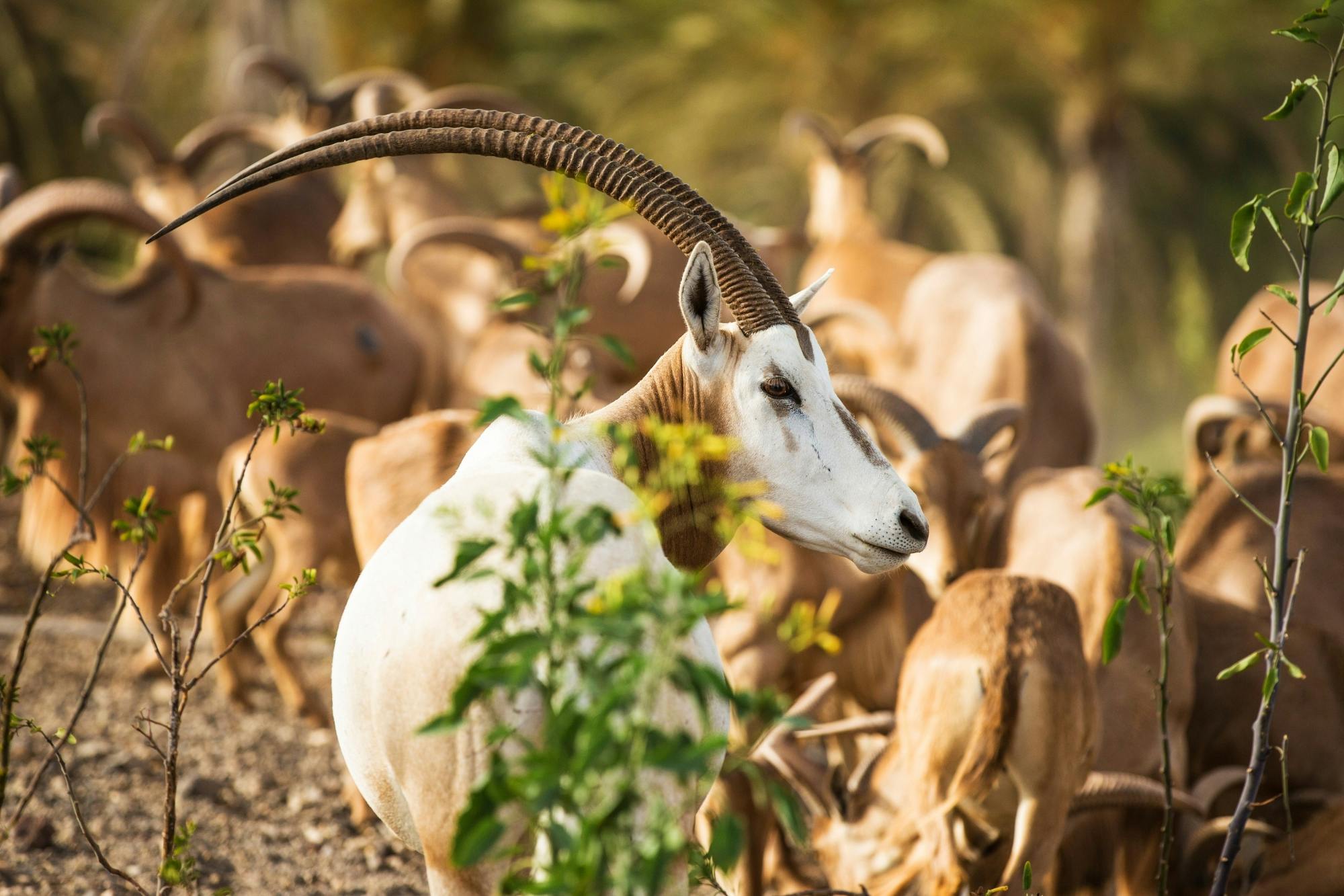 Oasis Wildlife Fuerteventura tour