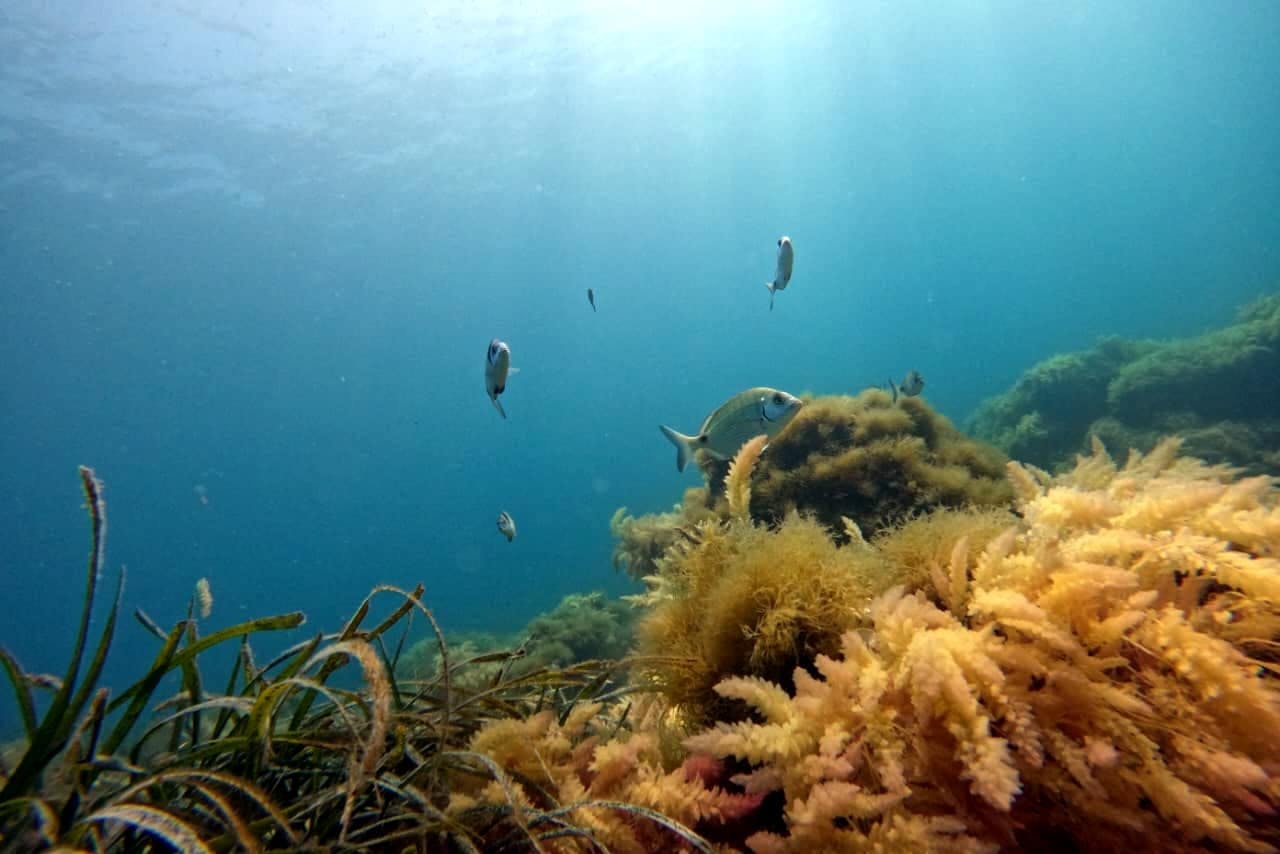Supervised scuba diving experience in Sousse