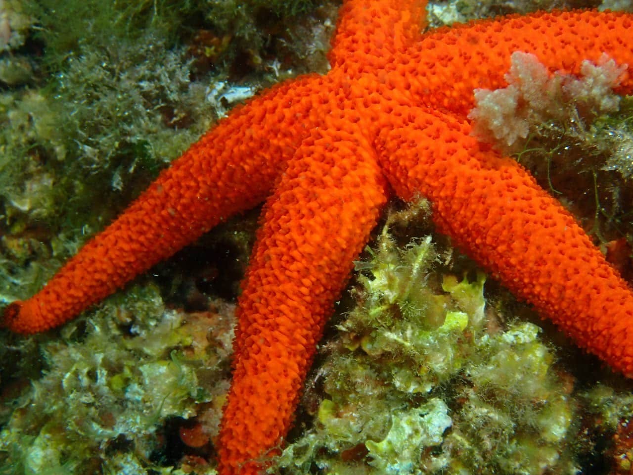 Supervised scuba diving experience in Sousse