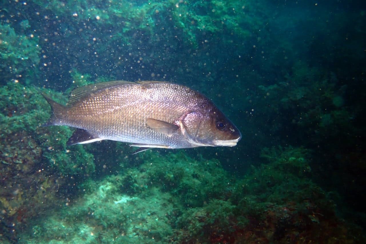 Supervised scuba diving experience in Sousse