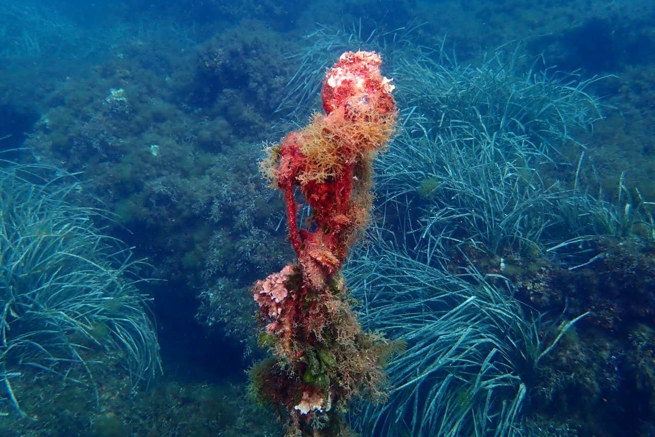 Supervised scuba diving experience in Sousse