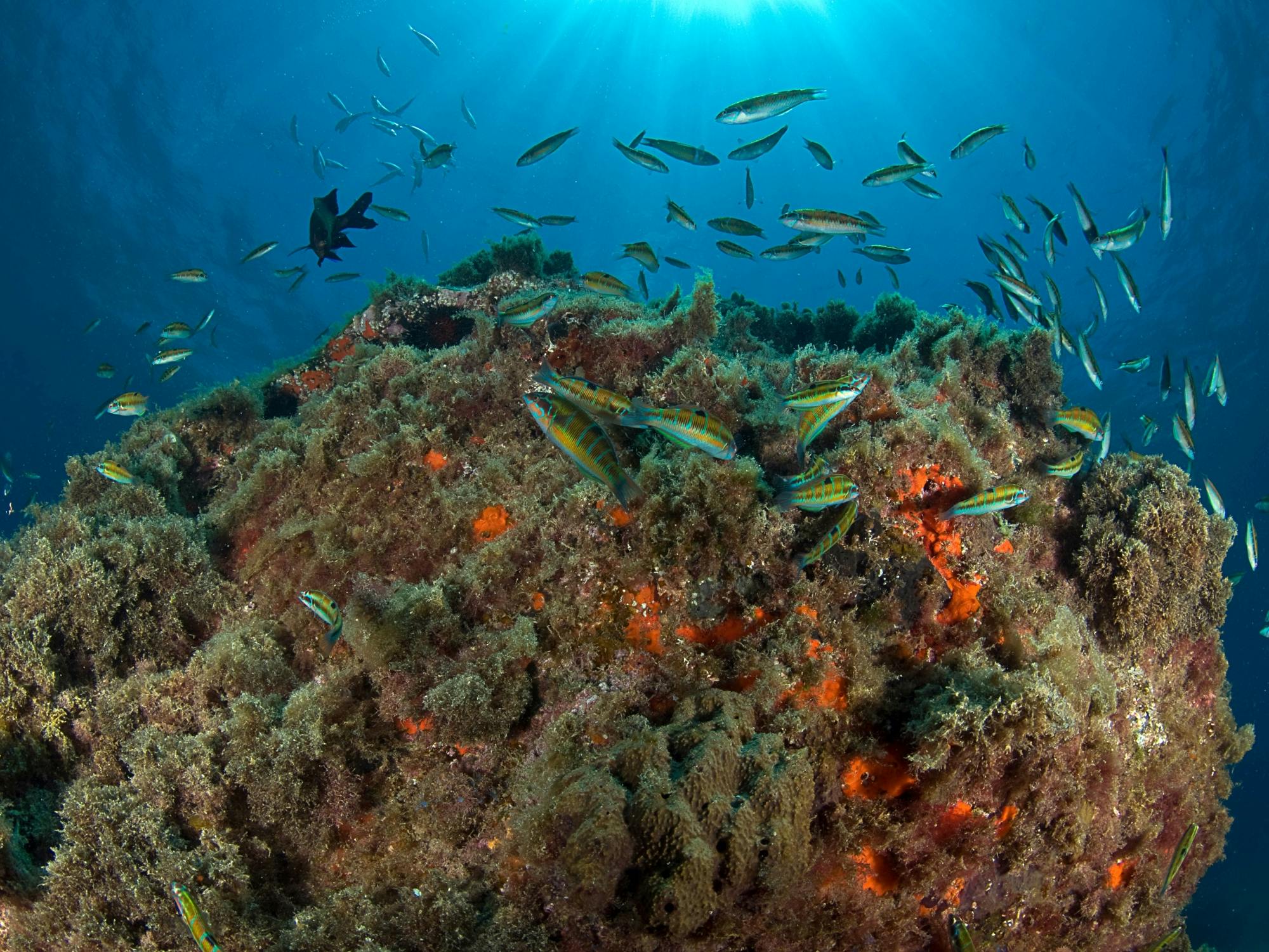 Native Dive Experienced
