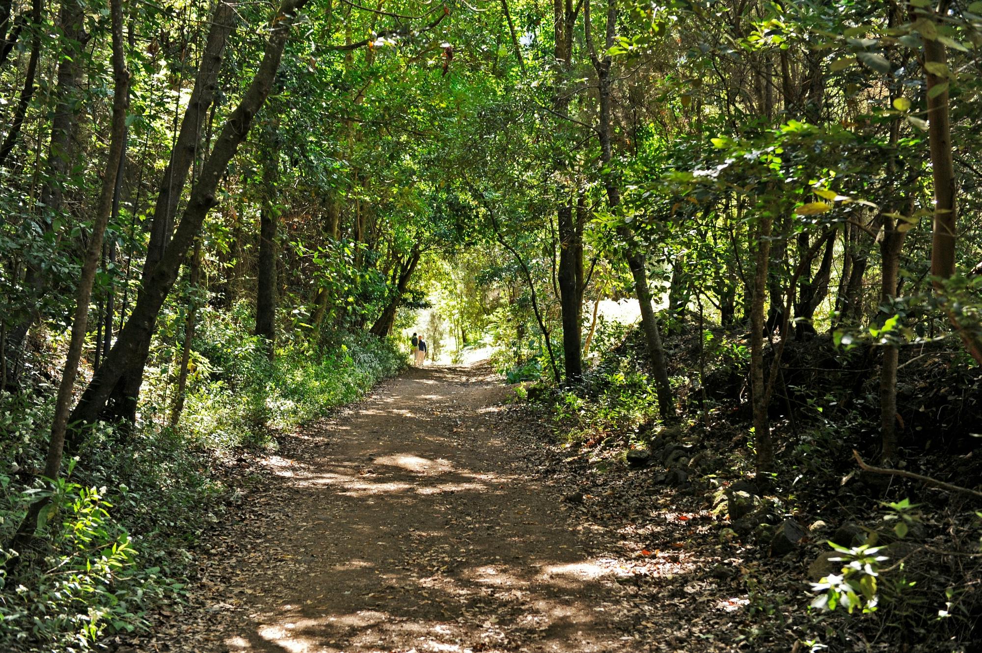 Northeast La Palma tour with Charco Azul and rum tasting