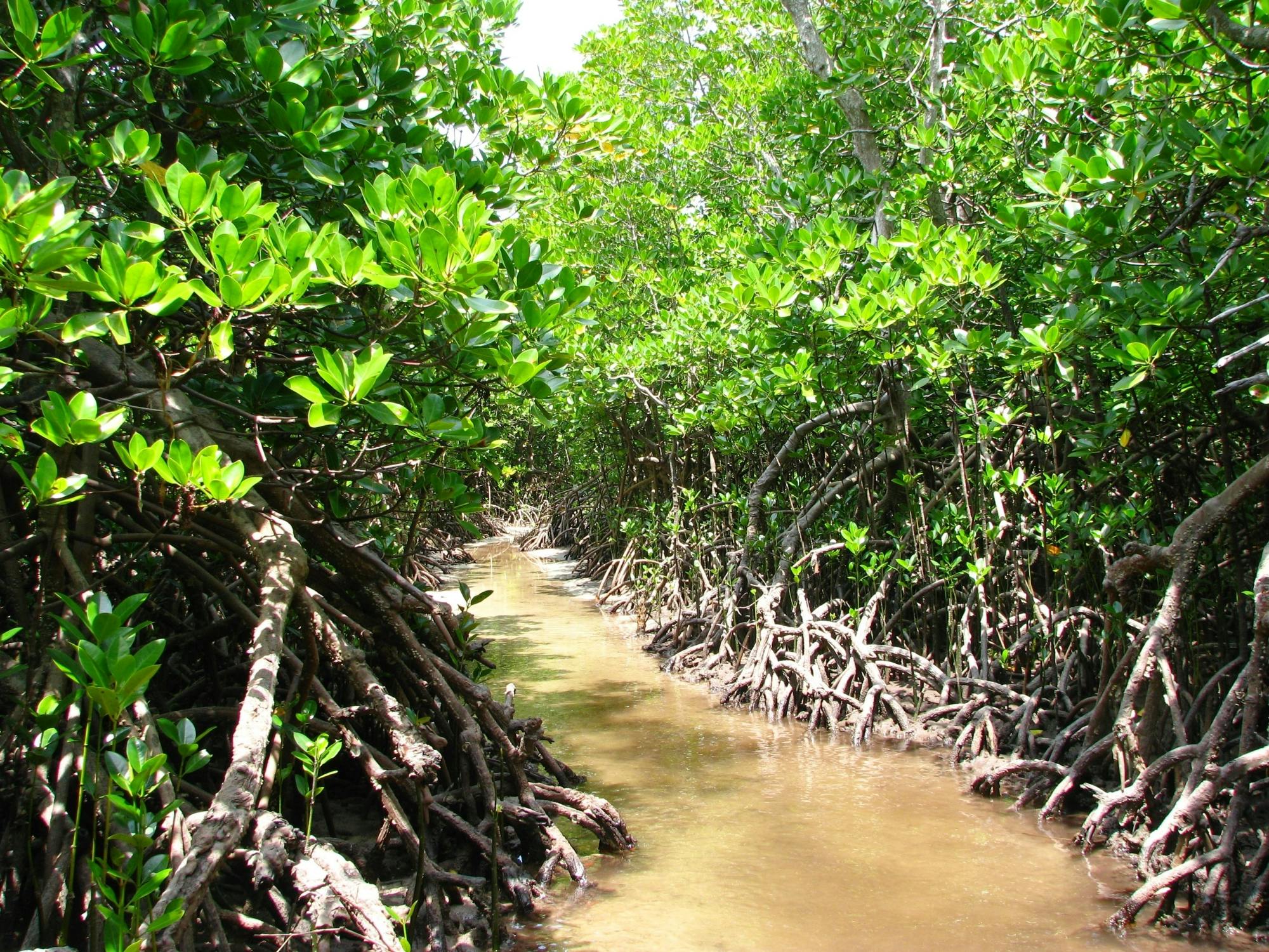 Zanzibar Uzi Island and Jozani Forest private tour