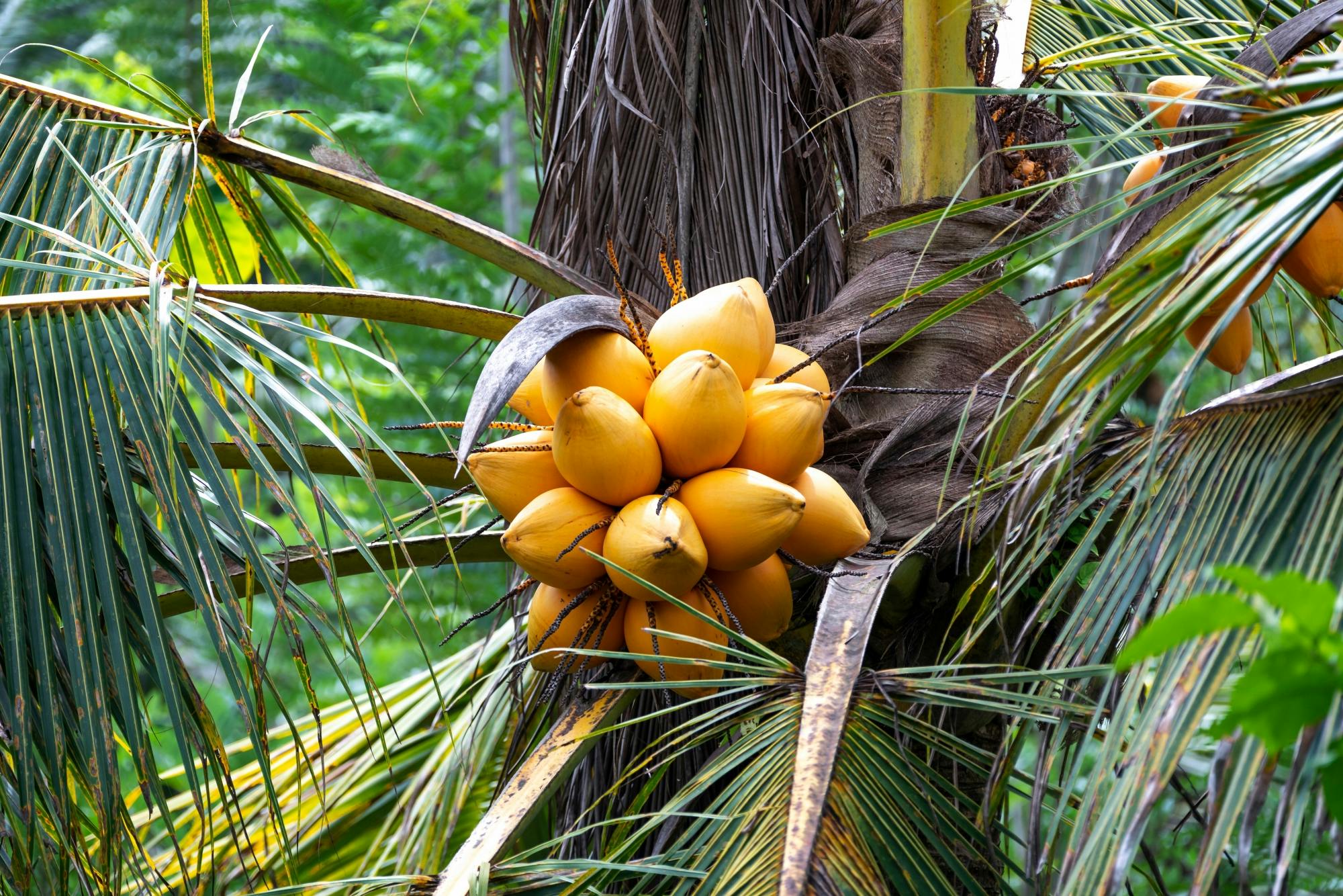 Sri Lankan cooking class with market tour and farm visit