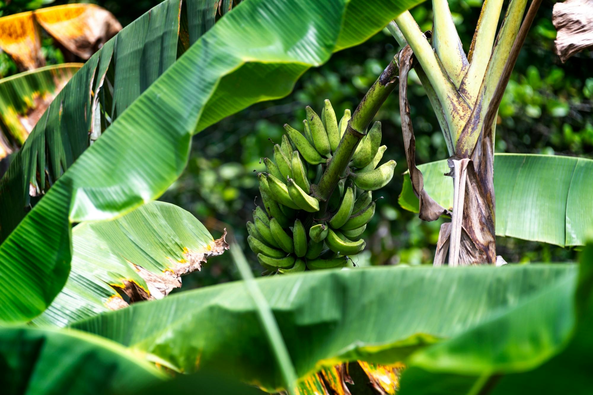 Sri Lankan cooking class with market tour and farm visit