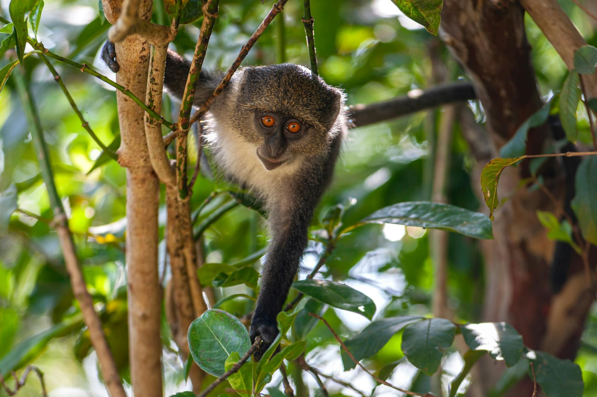 Zanzibar Jozani Chwaka Bay Nationaal Park privétour