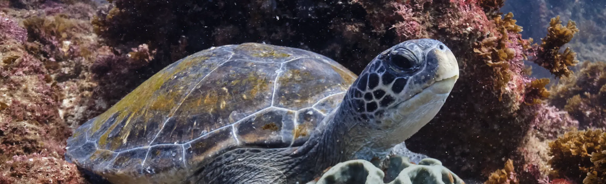Cairns Aquarium