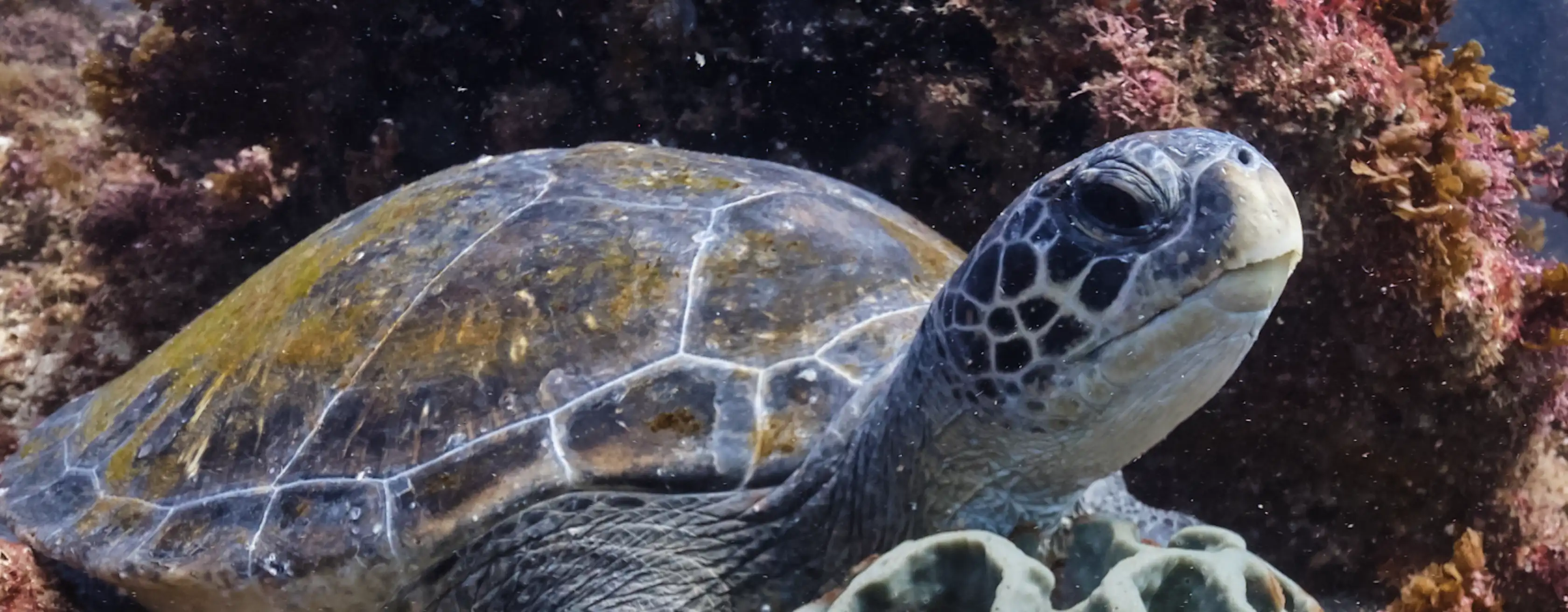Cairns Aquarium Tickets und Touren