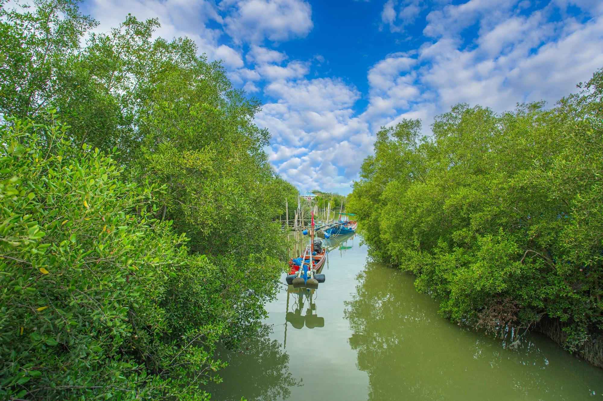 Can Gio mangrove forest eco tour with lunch