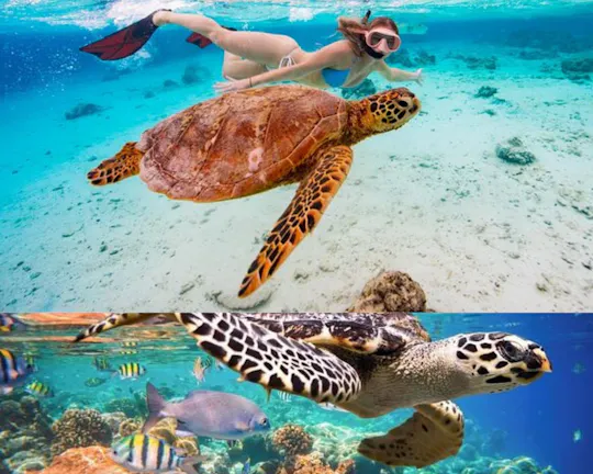 St John's snorkel with sea turtles at Green Island