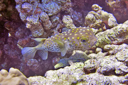 202608276a8ff69d1e6dd.jpg