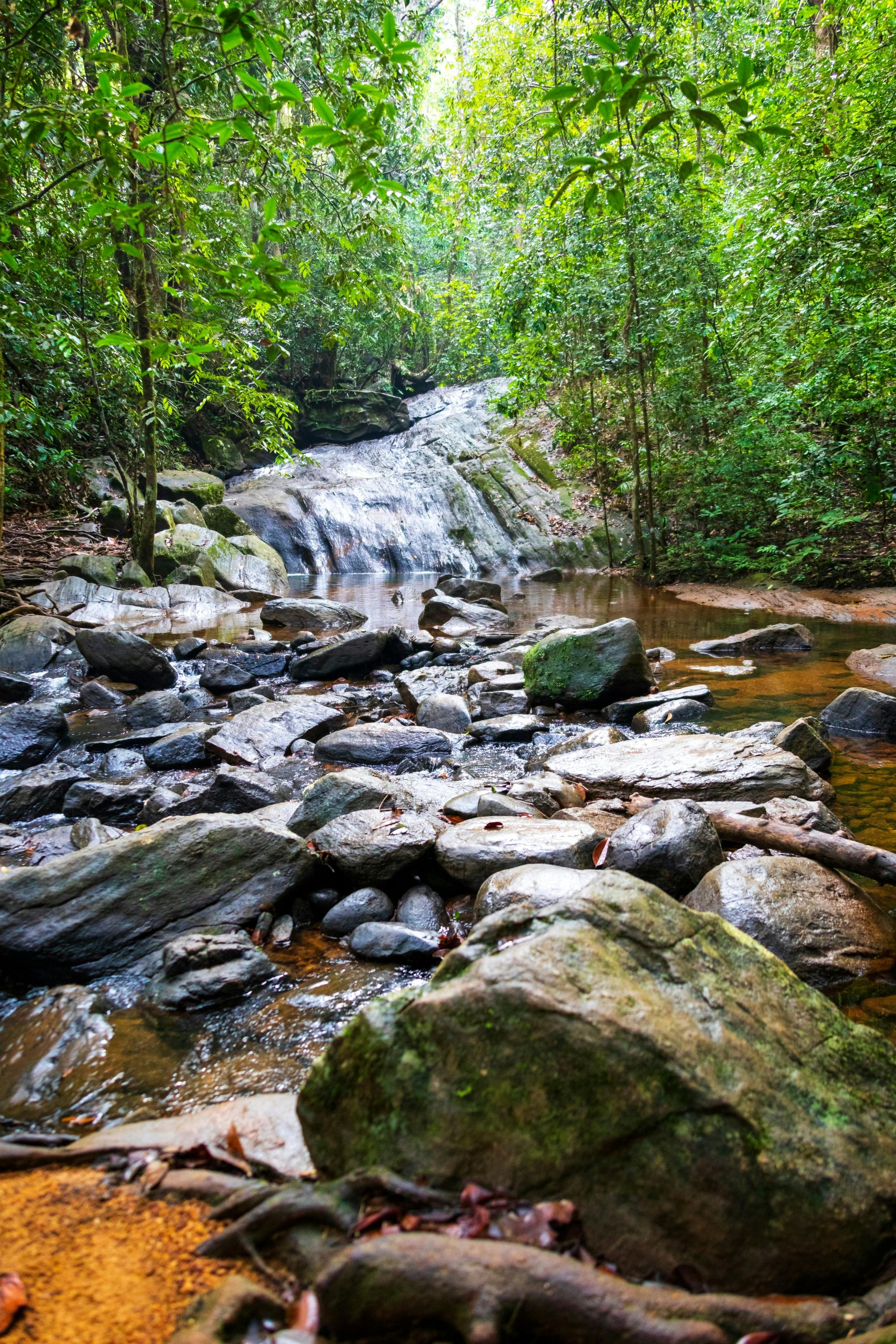 Sri Lanka rainforest two-day tour in Sinharaja Eco Lodge