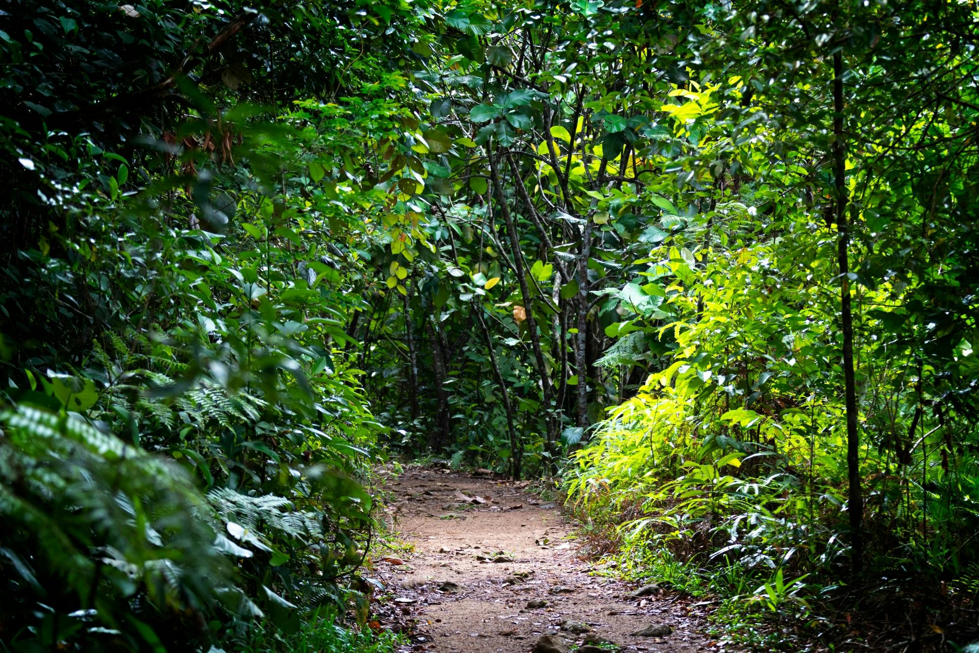 Sri Lanka rainforest two-day tour in Sinharaja Eco Lodge