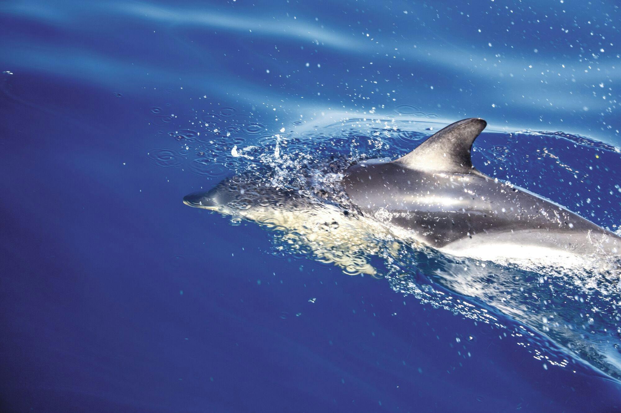 Amvrakikos Gulf wildlife cruise with swim stops